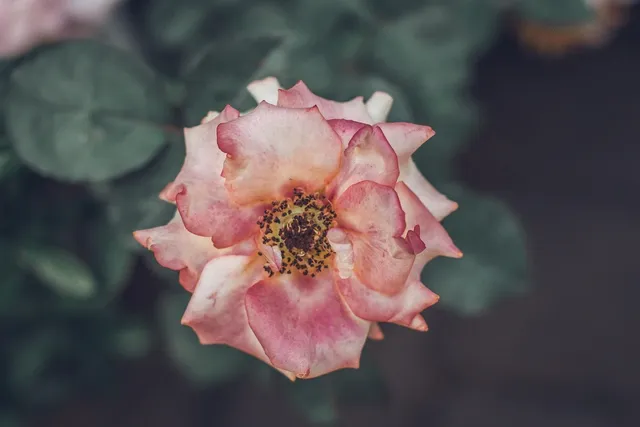 popup image