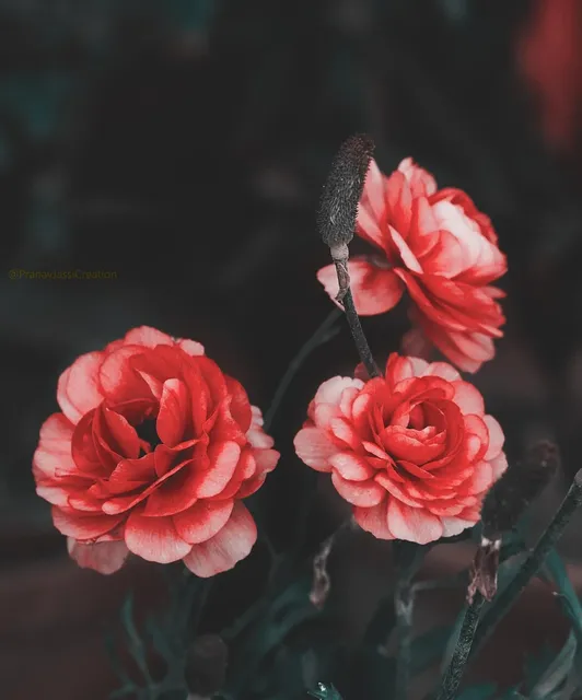 popup image